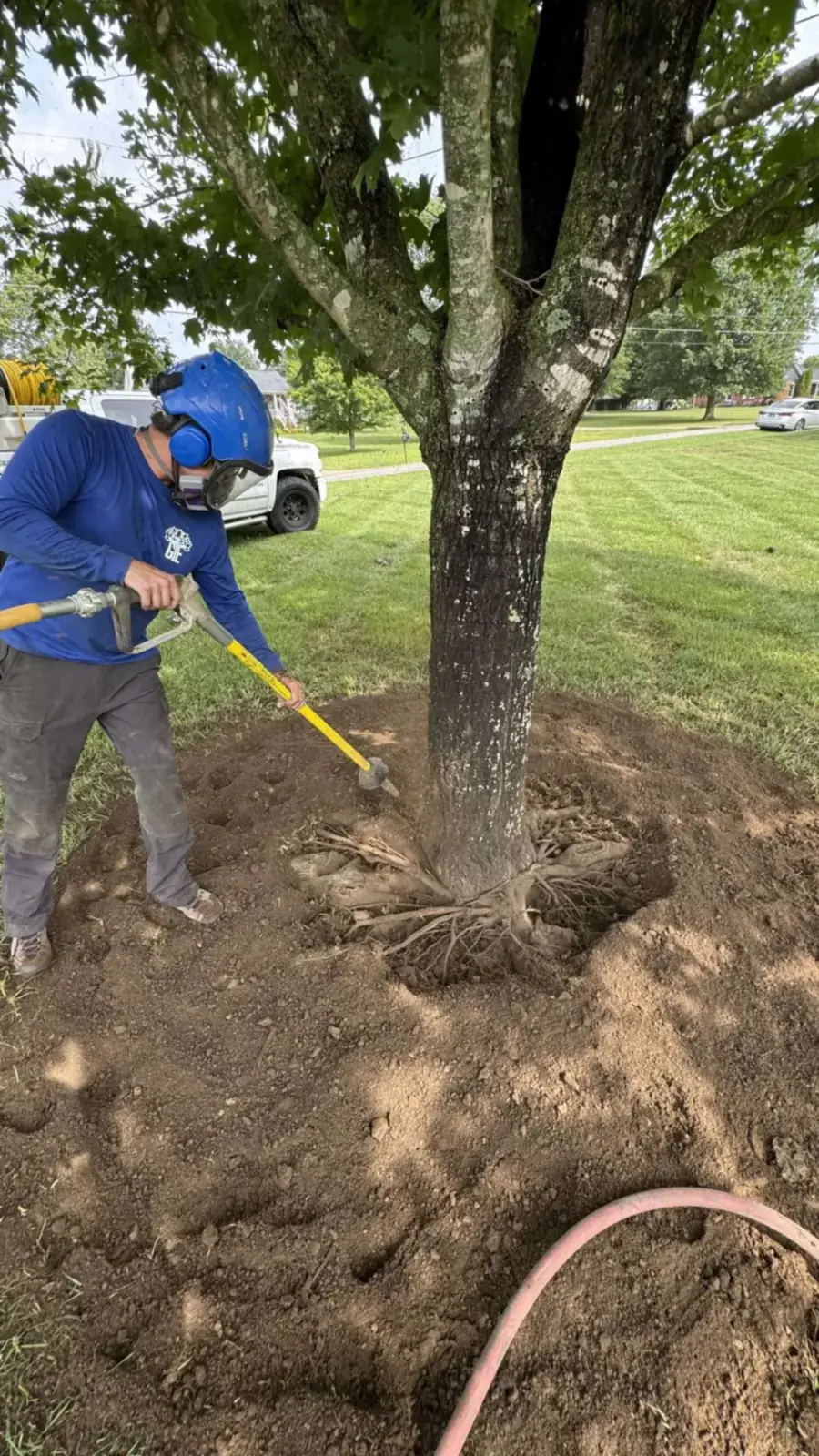 Airspade root collar excavation exposing the root flare of a mature tree