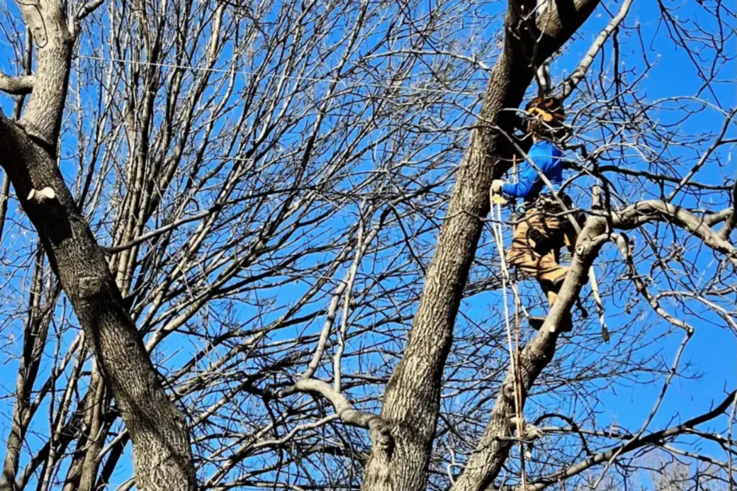 Climber installing a support cable high in the bare crown of a mature tree