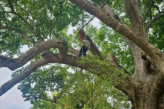 Tree climber working safely in the canopy of a mature tree
