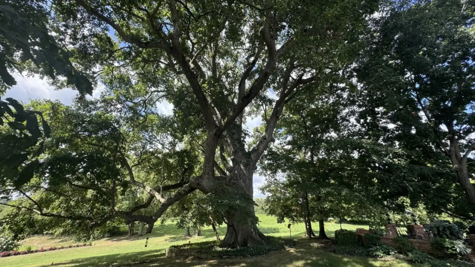 Broad, healthy mature oak standing over a mowed Tennessee lawn
