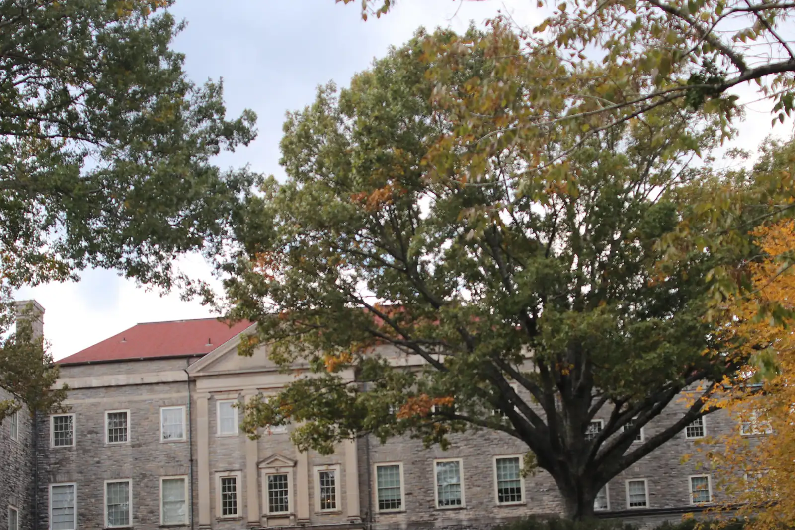 A mature oak in fall color in front of the limestone Cheekwood mansion, Belle Meade, Tennessee