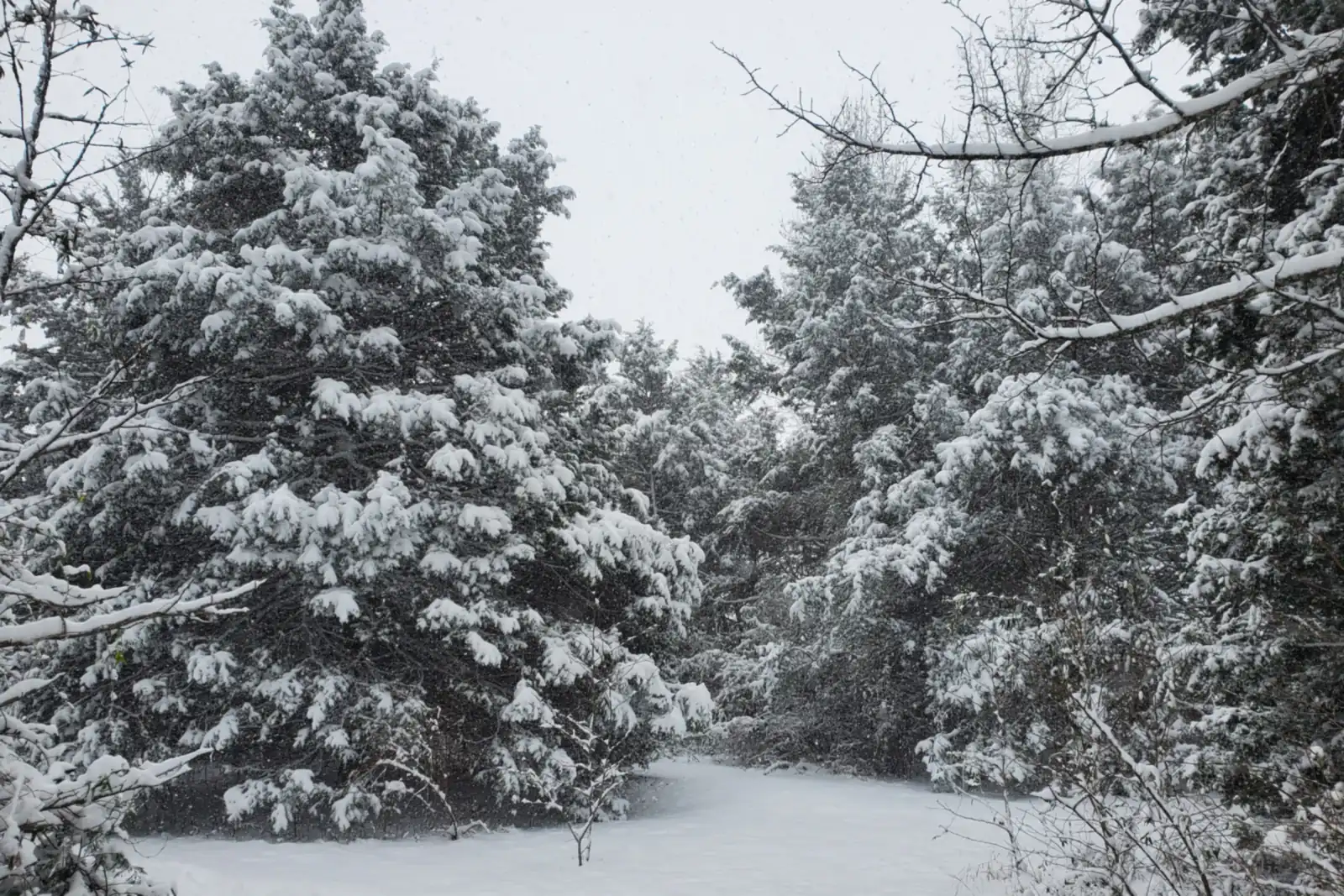 Snow-laden evergreens and hardwoods along a rural roadside in Coopertown, Tennessee