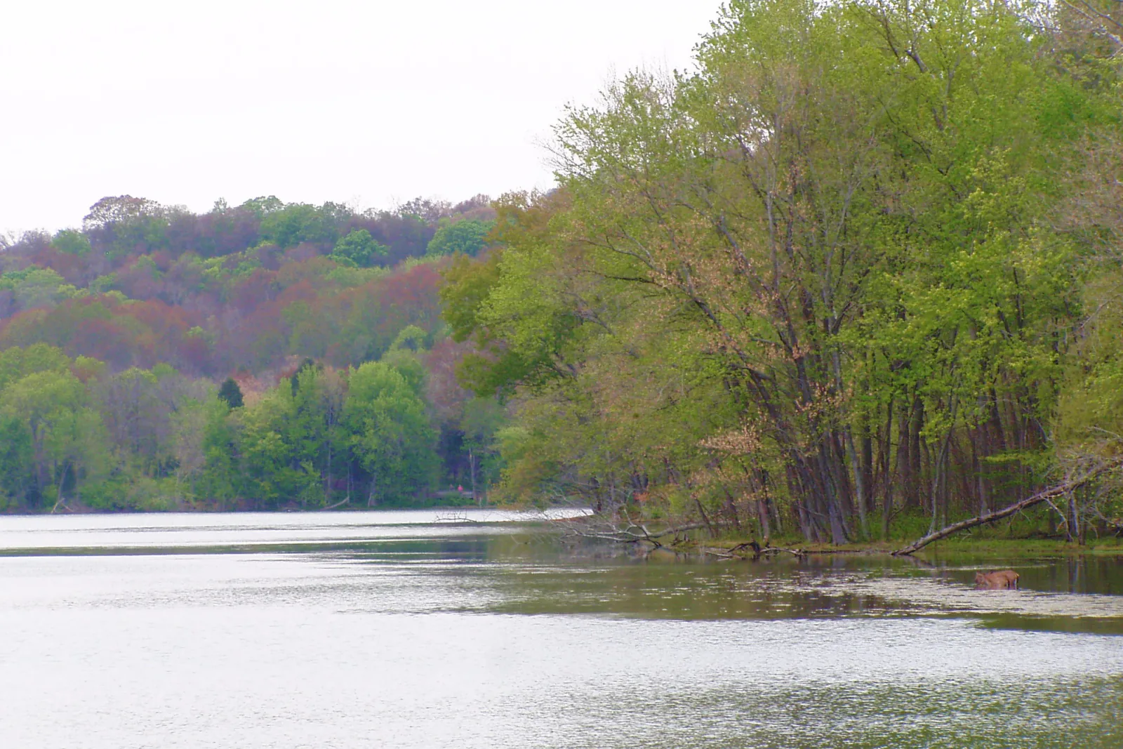 Spring trees along the shoreline of Radnor Lake near Green Hills in Nashville, Tennessee