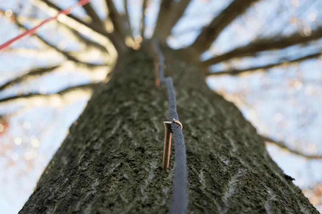 Copper lightning conductor cable installed up the trunk of a mature tree