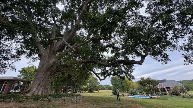Broad, freshly pruned specimen tree spreading over a lawn beside a home