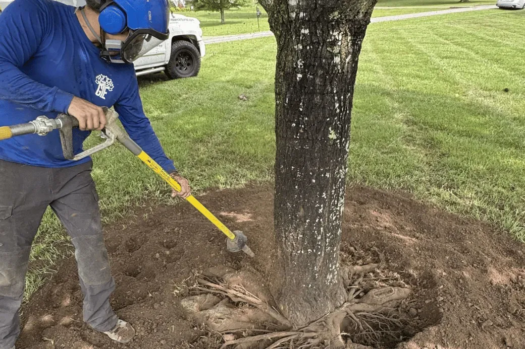 Crew airspading the root zone of a mature tree