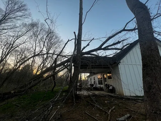 Storm-damaged tree resting across an outbuilding before removal